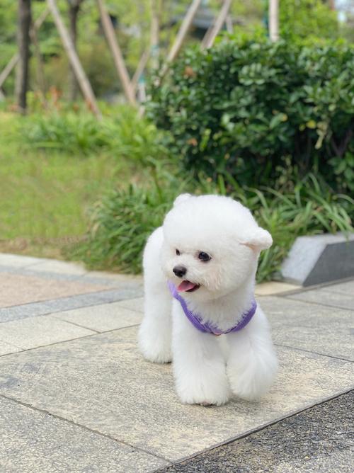 有白泰迪吗什么样子啊_纯白可爱,养护要点全知道! 有白泰迪吗什么样子啊_纯白可爱,养护要点全知道!