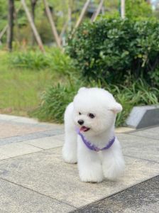 有白泰迪吗什么样子啊_纯白可爱，养护要点全知道！