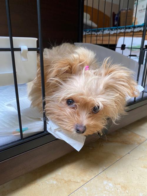 布鲁塞尔卷毛犬:聪明伴侣,家庭好伙伴 布鲁塞尔卷毛犬:聪明伴侣,家庭好伙伴