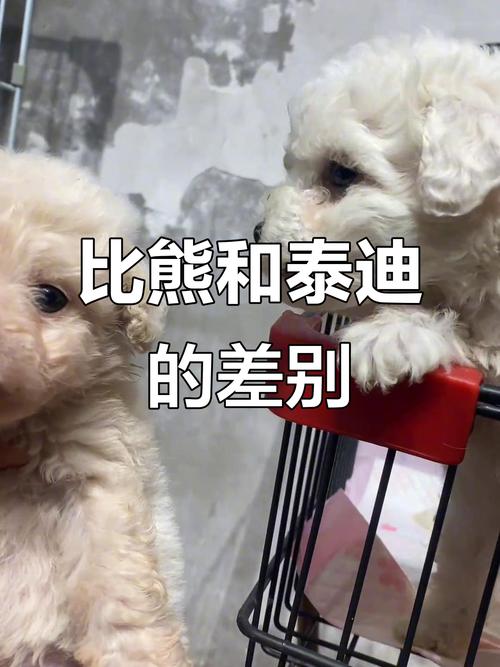 跟贵宾犬相似的狗狗_相似与差异 跟贵宾犬相似的狗狗_相似与差异