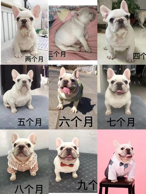 法斗犬刚开始养就后悔_气味大难训练易生病,养它需谨慎! 法斗犬刚开始养就后悔_气味大难训练易生病,养它需谨慎!