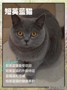 英国短毛猫就是蓝猫吗_蓝猫和英短是两种猫