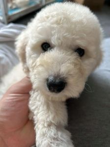 像泰迪的白色卷毛狗_雪白可爱，温顺好养的城市萌宠