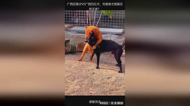 五红犬为什么叫死人犬_吉祥招财神犬,忠诚护家,需细心照料 五红犬为什么叫死人犬_吉祥招财神犬,忠诚护家,需细心照料