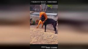 五红犬为什么叫死人犬_吉祥招财神犬，忠诚护家，需细心照料