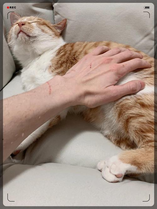 掐猫脖子莫名的快感_猫咪被捏后颈会安静下来,是夹子催眠,一种舒适的放松反应 掐猫脖子莫名的快感_猫咪被捏后颈会安静下来,是夹子催眠,一种舒适的放松反应