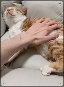 掐猫脖子莫名的快感_猫咪被捏后颈会安静下来，是夹子催眠，一种舒适的放松反应