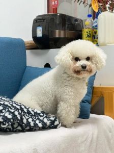 有白色的泰迪吗_贵宾美容品种，养护要点全解析