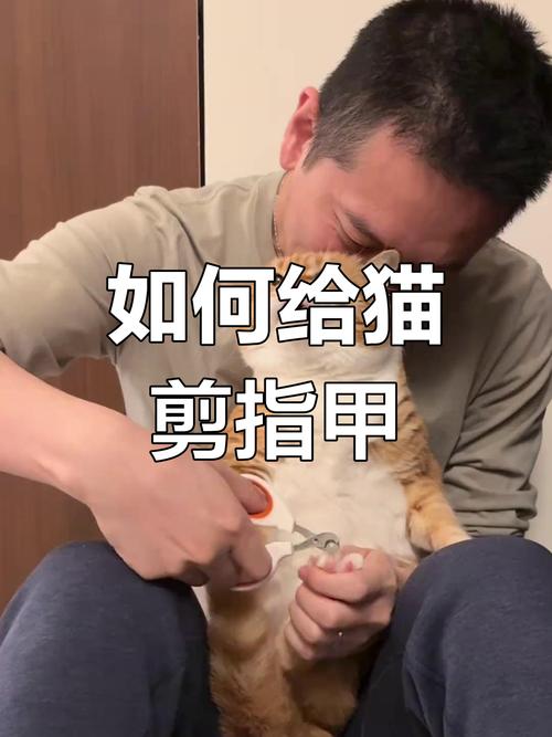 尽量不要给猫剪指甲_猫咪剪指甲好与坏,如何科学护理? 尽量不要给猫剪指甲_猫咪剪指甲好与坏,如何科学护理?