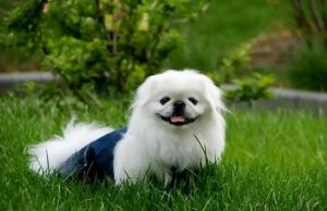 哈巴狗和京巴狗是一种吗_京巴巴哥哈巴狗不是一种狗