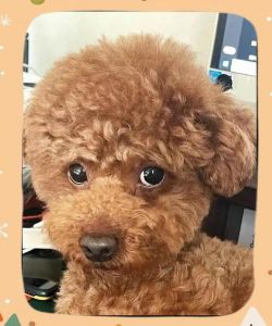 有点像泰迪的卷毛狗_活泼粘人，独特外形需细心照料