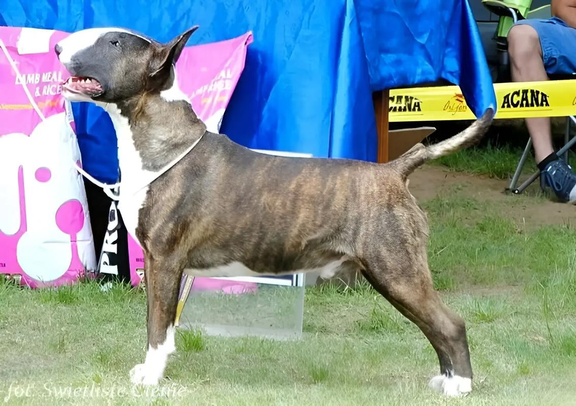 像大号的牛头梗的狗_狗像孙红雷?奇狗走红网络,纯种混种魅力各异 像大号的牛头梗的狗_狗像孙红雷?奇狗走红网络,纯种混种魅力各异