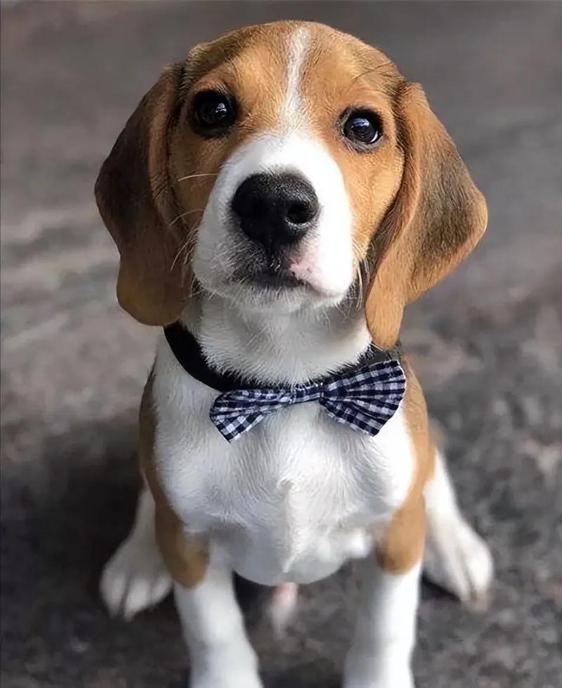 像比格犬耳朵是卷毛的_聪明温顺,颜值与智慧并存! 像比格犬耳朵是卷毛的_聪明温顺,颜值与智慧并存!