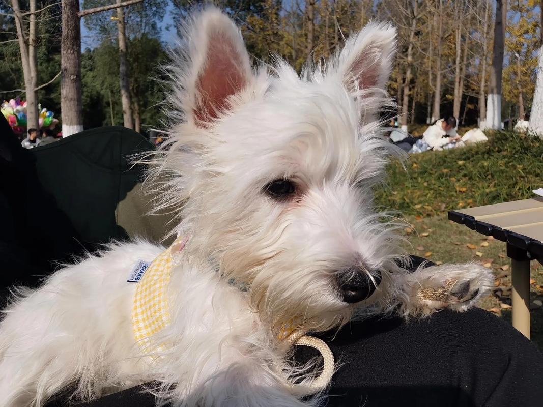 我们的光荣日卷毛狗_蓬松卷毛狗的欢乐追逐! 我们的光荣日卷毛狗_蓬松卷毛狗的欢乐追逐!