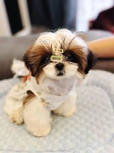 养西施犬后悔的原因_美丽但娇气，适合细心主人？