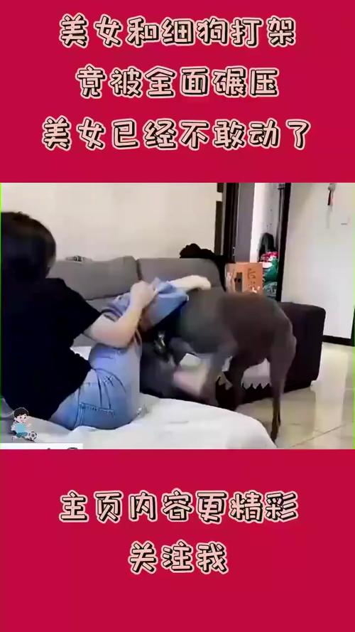 细狗和美女打架_草坪狗斗引冲突 男主猛踹升级 女子报警维权 细狗和美女打架_草坪狗斗引冲突 男主猛踹升级 女子报警维权