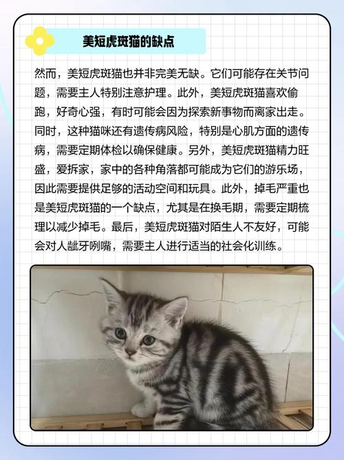 虎斑猫千万不能养_健康性格要求高 虎斑猫千万不能养_健康性格要求高