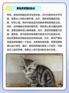 虎斑猫千万不能养_健康性格要求高