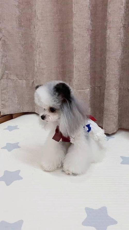 灰泰迪身上有白毛_泰迪白毛多?原因解析! 灰泰迪身上有白毛_泰迪白毛多?原因解析!