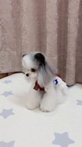 灰泰迪身上有白毛_泰迪白毛多？原因解析！