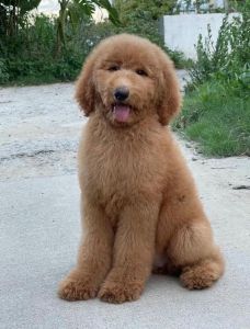 和巨贵很像的狗叫什么_巨贵犬贵养难，泰迪犬亲民易养