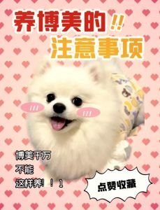 养博美犬需要注意什么_呵护肠胃弱小生命