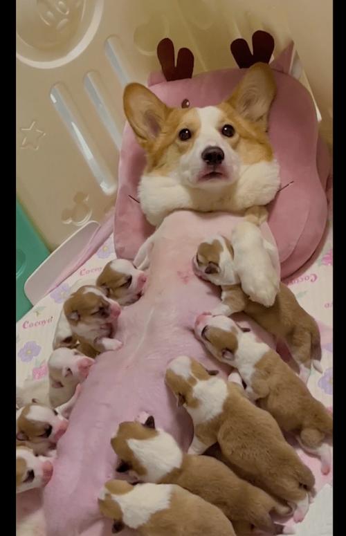 狗生小狗要准备什么_狗狗生产准备与护理要点 狗生小狗要准备什么_狗狗生产准备与护理要点