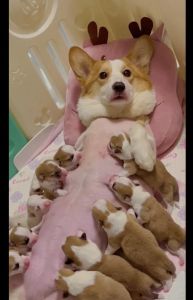 狗生小狗要准备什么_狗狗生产准备与护理要点