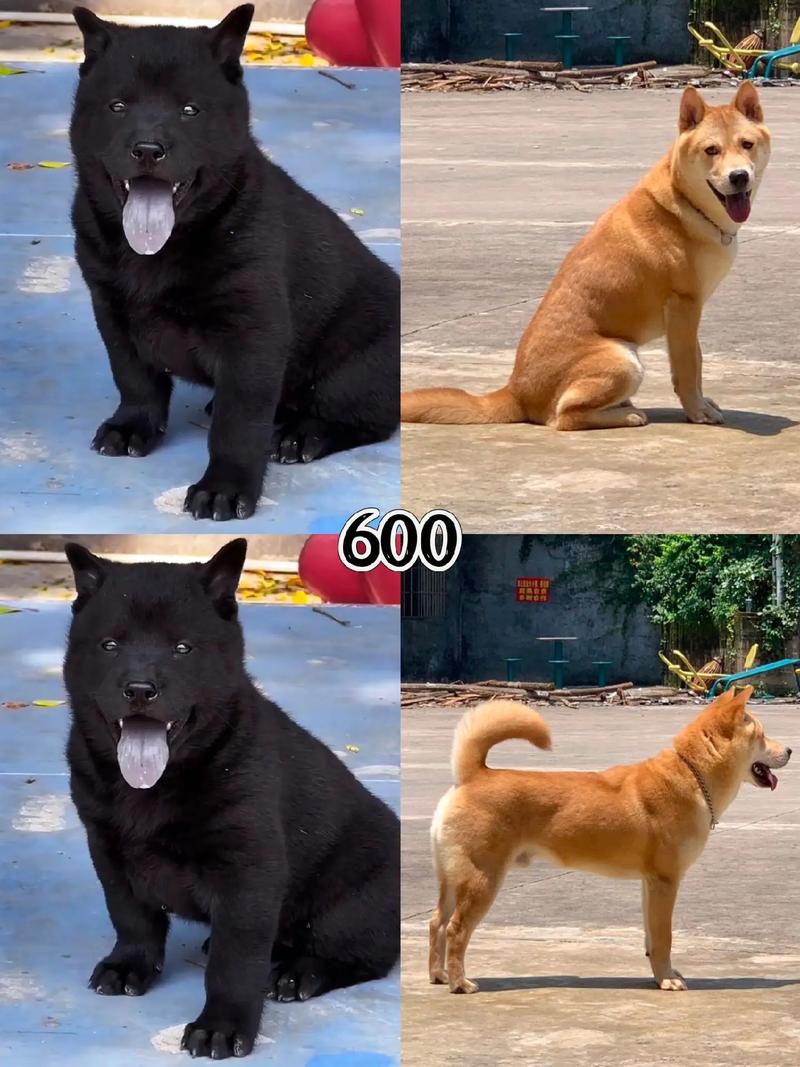 黑嘴巴黑鼻子黄狗_独特吉祥,秋灵诚忠诚典范 黑嘴巴黑鼻子黄狗_独特吉祥,秋灵诚忠诚典范