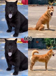 黑嘴巴黑鼻子黄狗_独特吉祥，秋灵诚忠诚典范