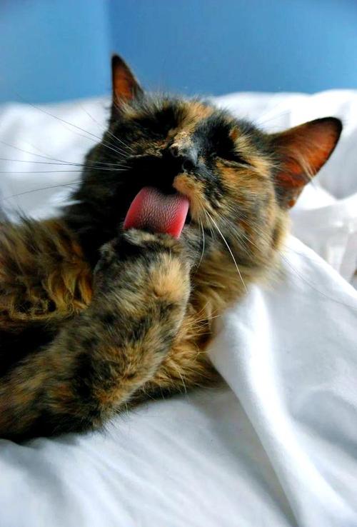 家养猫舔过的东西人能吃吗_猫舔食物有细菌,勿食,人与猫饮食要分开 家养猫舔过的东西人能吃吗_猫舔食物有细菌,勿食,人与猫饮食要分开