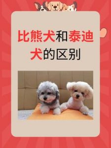 和比熊差不多的狗叫什么_雪纳瑞博洛尼亚犬马尔济斯犬西高地白梗