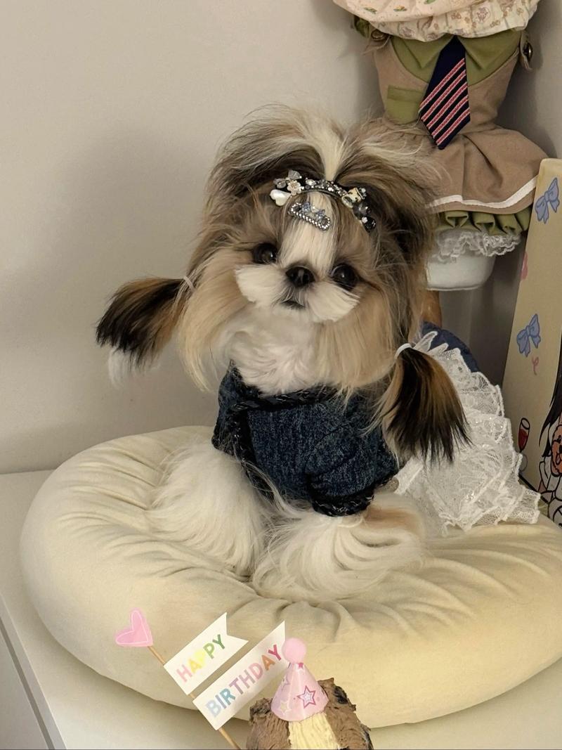 养西施犬的十大忠告_西施犬美丽需精心照料,粘人爱叫需平衡陪伴与自由 养西施犬的十大忠告_西施犬美丽需精心照料,粘人爱叫需平衡陪伴与自由