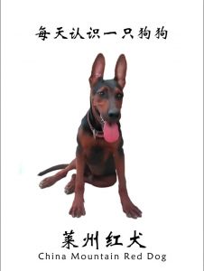 莱州红犬分狼系和獒系吗_本土杂交犬，力量友善，优秀伴侣