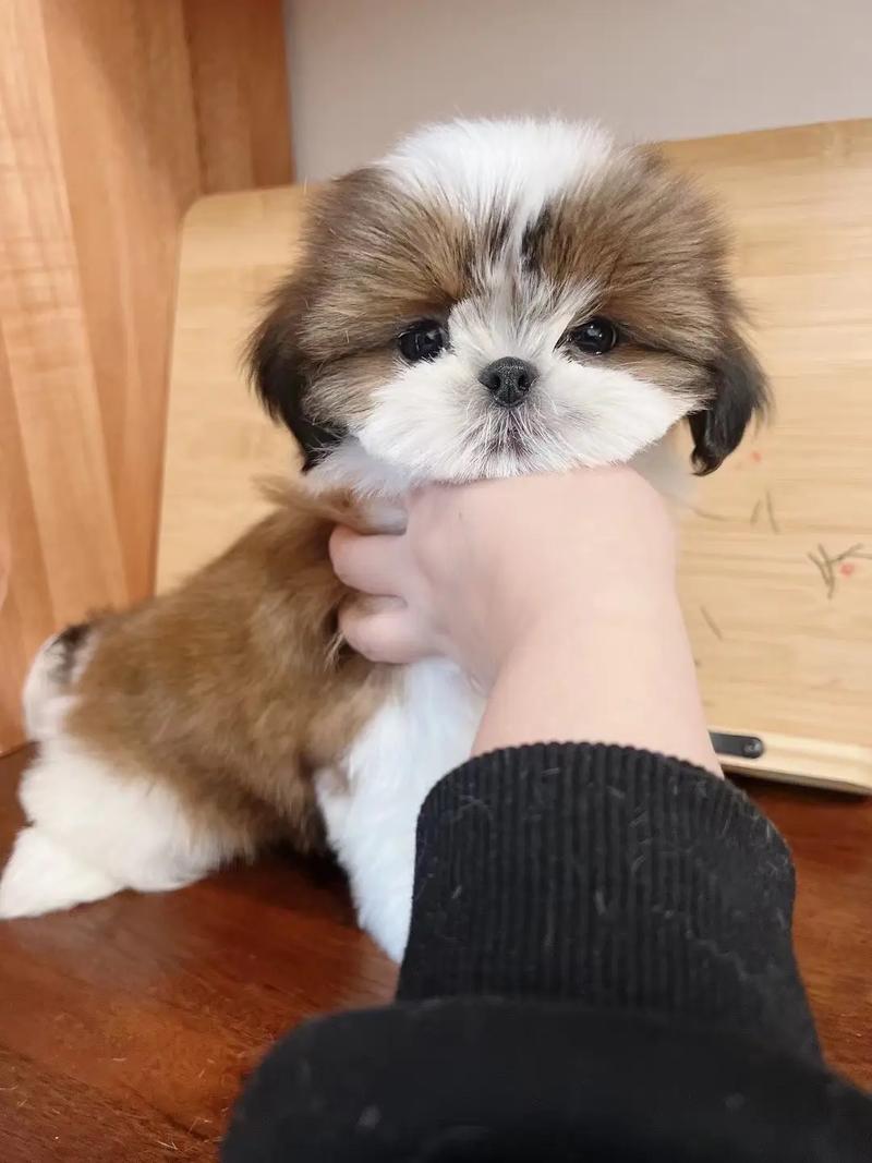 和西施犬很像的狗_拉萨犬VS西施犬,马尔济斯和约克夏哪个更适合你? 和西施犬很像的狗_拉萨犬VS西施犬,马尔济斯和约克夏哪个更适合你?