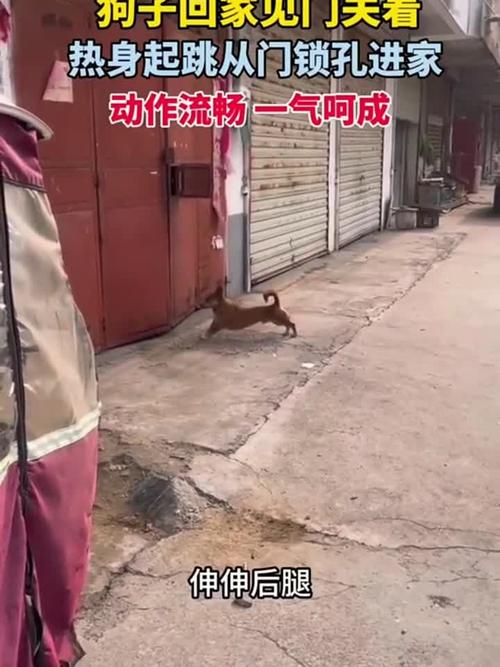 为人进出的门紧锁着为狗进出的门_宁死不屈,坚守尊严! 为人进出的门紧锁着为狗进出的门_宁死不屈,坚守尊严!