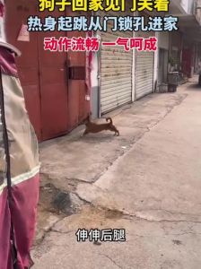 为人进出的门紧锁着为狗进出的门_宁死不屈，坚守尊严！