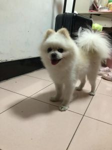 跟博美很像的白色狗_我家混血小狗，活泼可爱，不是纯种也超萌！