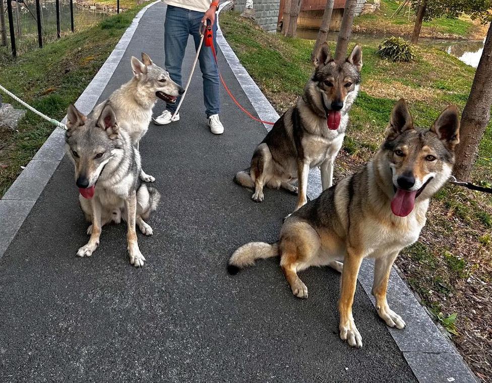 狼和狗配对是狼狗_狼与狗的混血后代 狼和狗配对是狼狗_狼与狗的混血后代