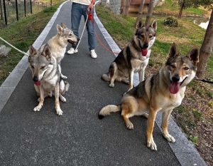 狼和狗配对是狼狗_狼与狗的混血后代