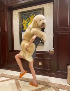 跟巨贵很像的大型犬_泰迪是巨贵俗称，大黏人运动高，美容饲养成本高