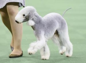 长得像绵羊的卷毛狗_像绵羊的温柔猎犬