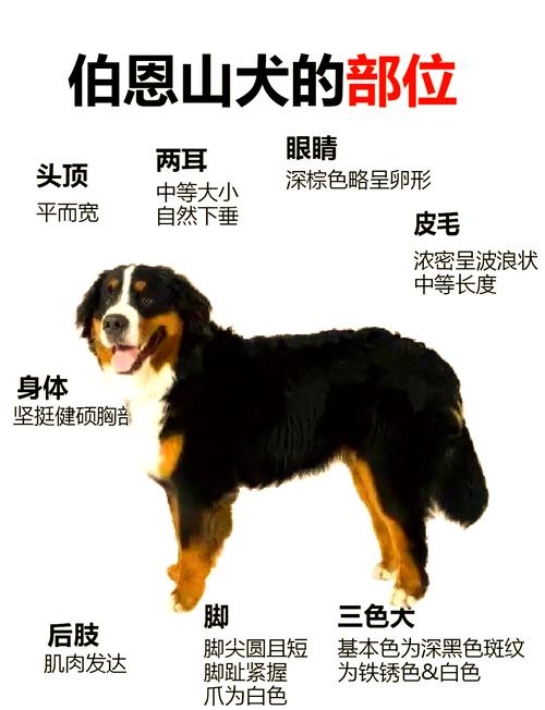 博恩纳犬的饲养注意事项_饮食护理健康要点 博恩纳犬的饲养注意事项_饮食护理健康要点