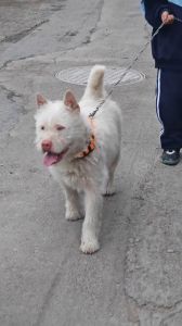 正宗下司犬_忠诚护卫犬种