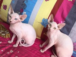 霍思燕养的猫是什么品种_温顺亲人，特殊魅力家成员