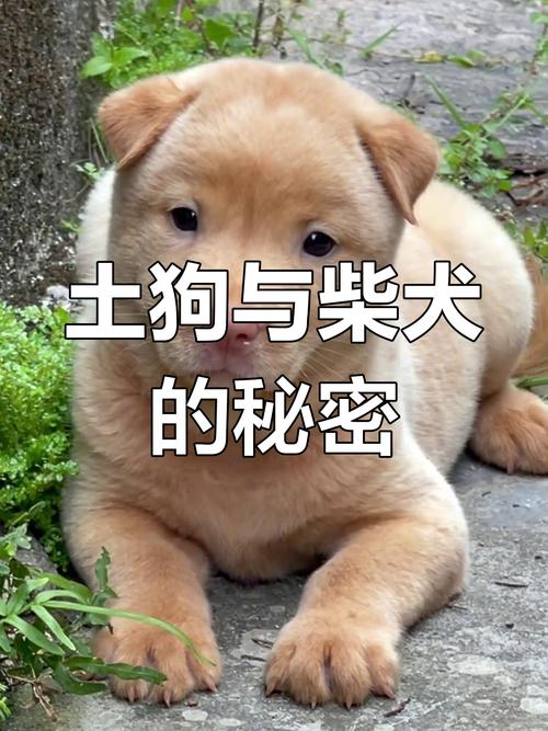 黑柴犬和四眼土狗的区别_外貌性格大不同 黑柴犬和四眼土狗的区别_外貌性格大不同