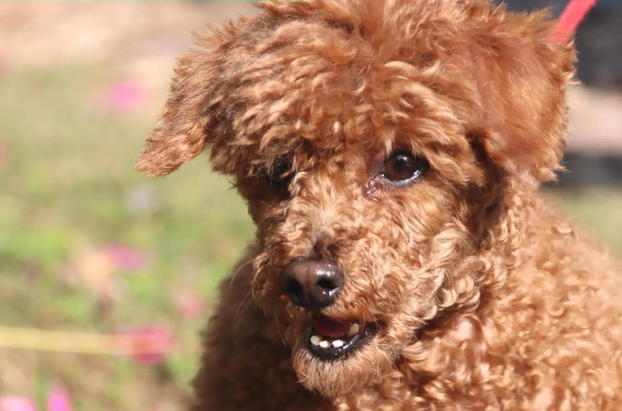 毛发长得像绵羊毛的狗_卷毛猎犬,运动量大需注意 毛发长得像绵羊毛的狗_卷毛猎犬,运动量大需注意