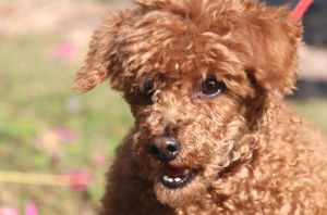 毛发长得像绵羊毛的狗_卷毛猎犬，运动量大需注意