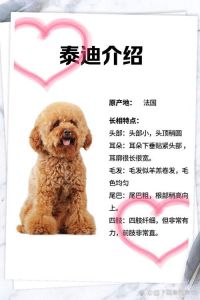 超小体泰迪好养吗一般多少斤_聪明活泼好养吗？