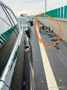 上高速前要给狗做什么准备_证件安全座椅，禁单独留车内